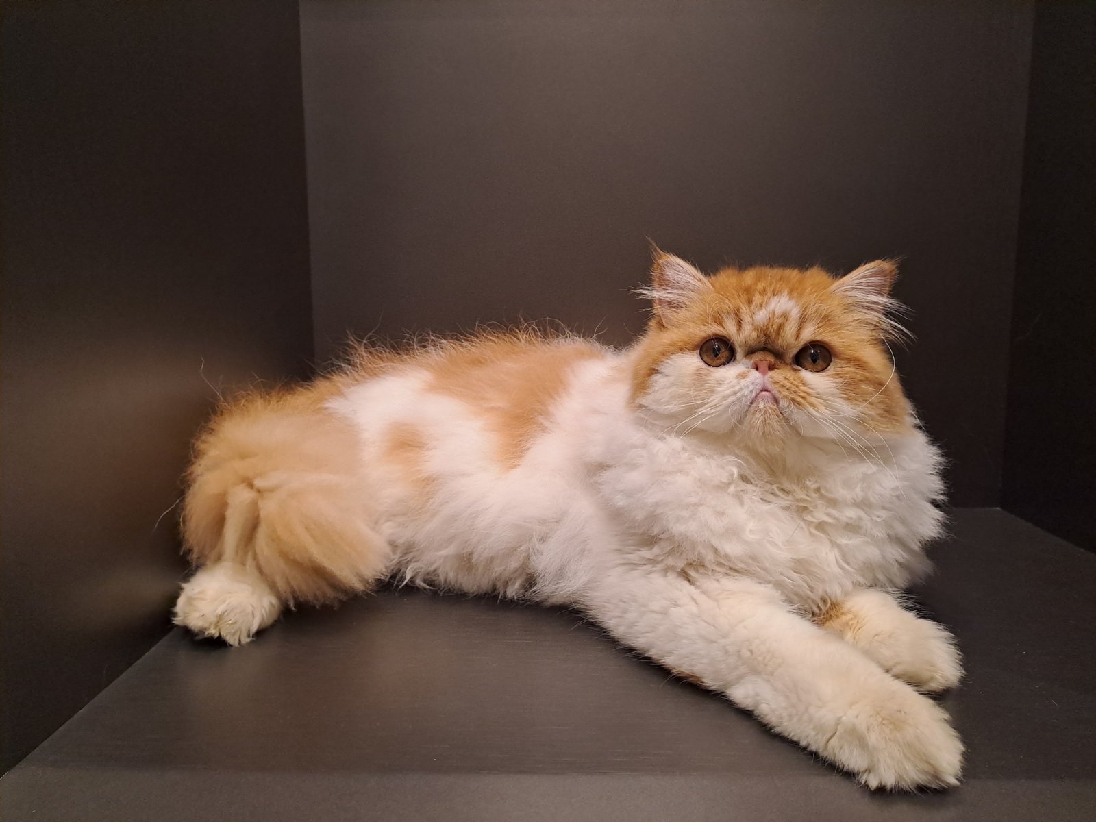 Armotentia Peter Pettigrew